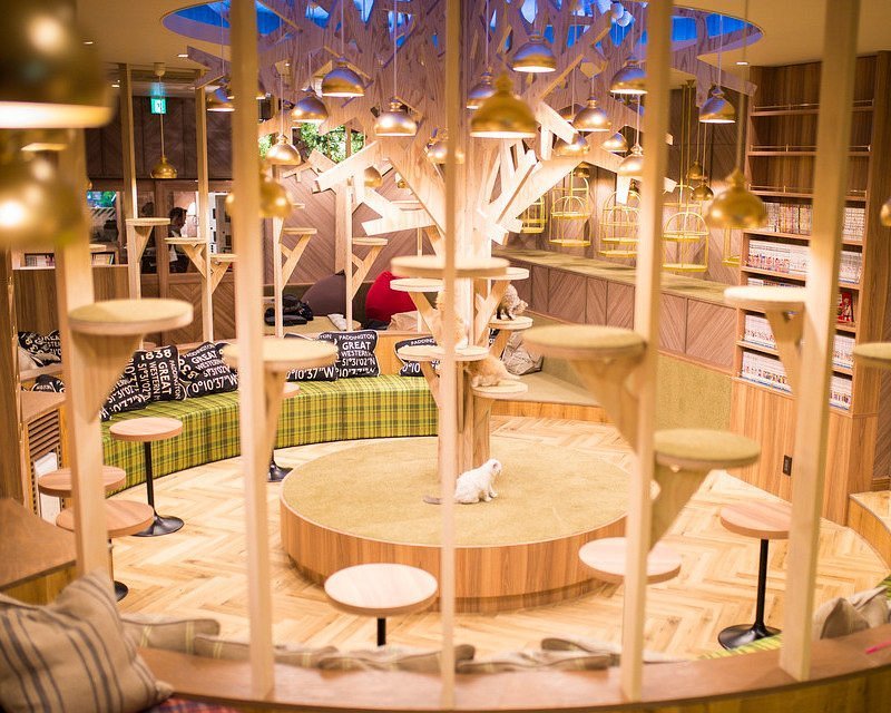 ☕ 고양이 카페 MOCHA 오사카 신사이바시점 (네코 카페 모카 오사카 신사이바시텐) 이미지 1